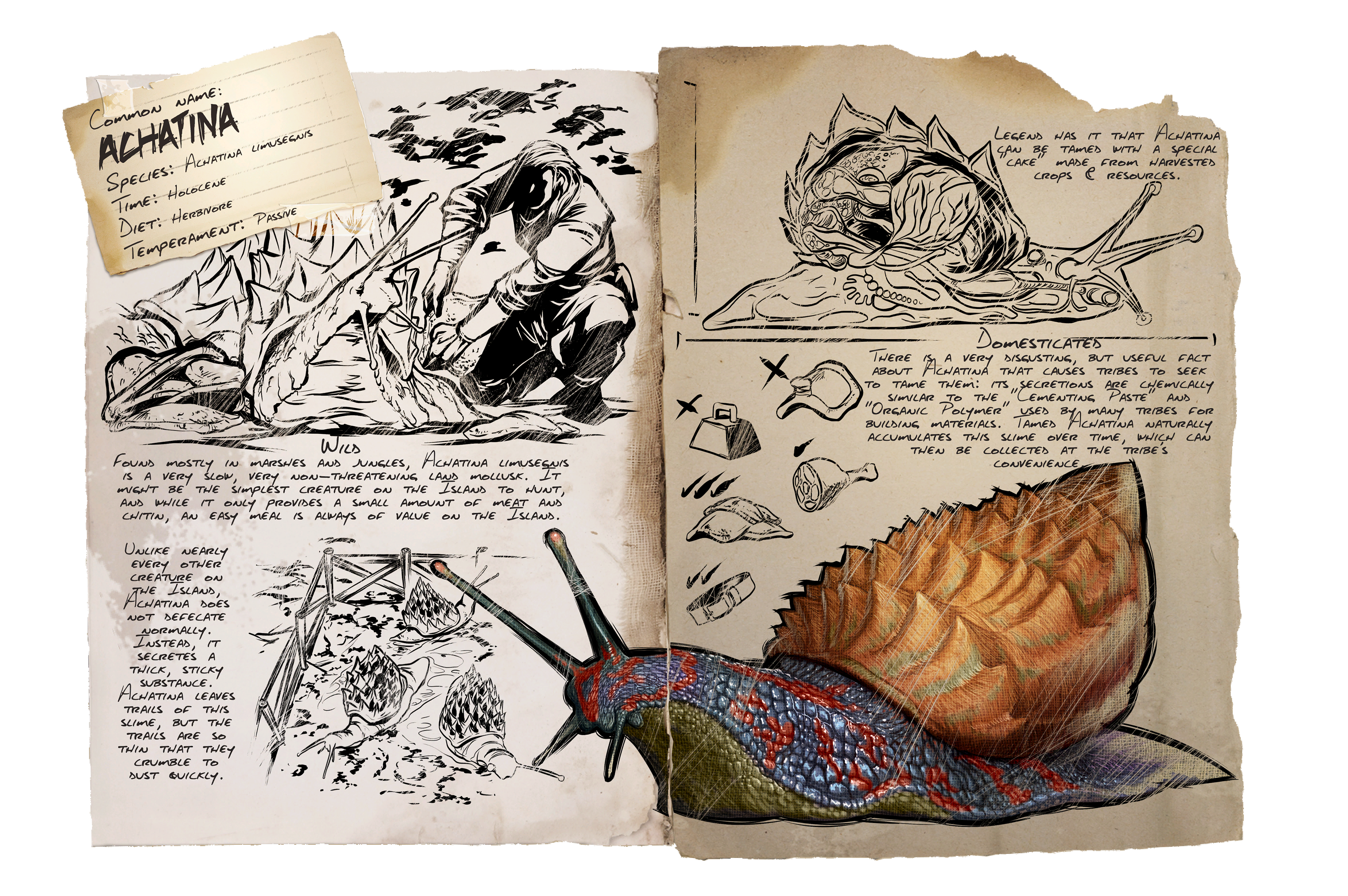 Achatina &middot; Dossier