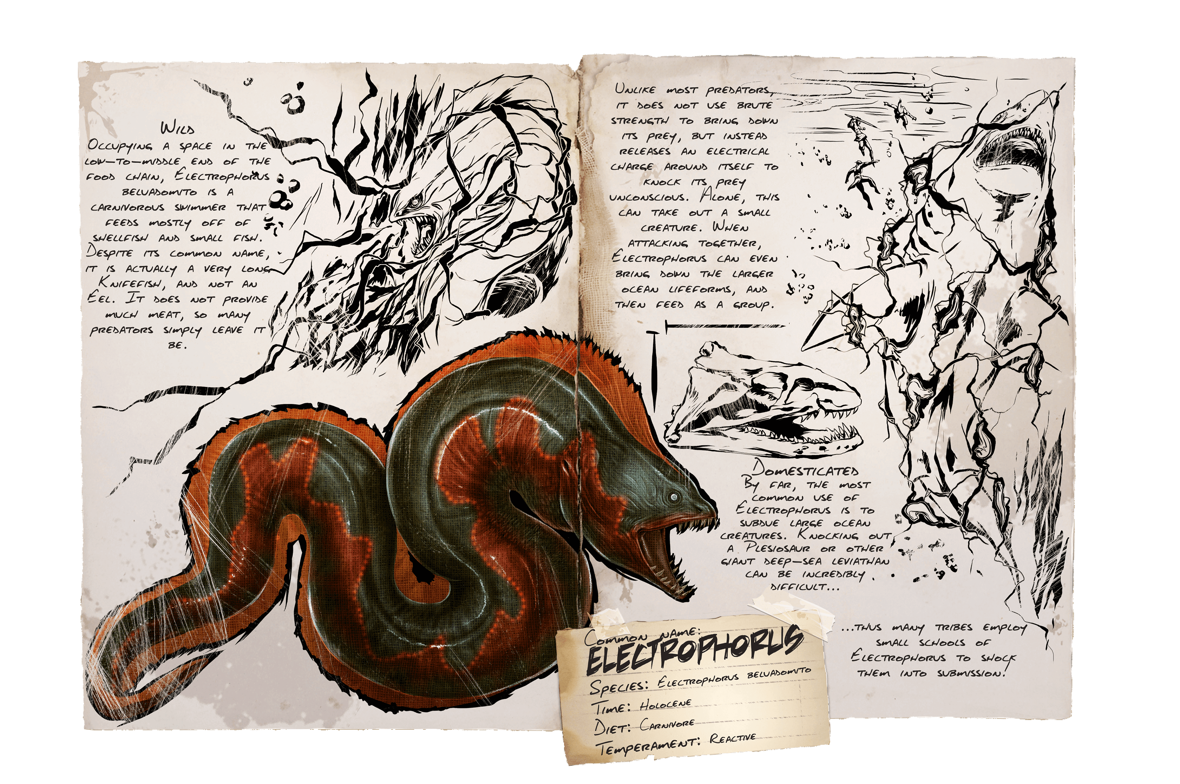 Electrophorus &middot; Dossier