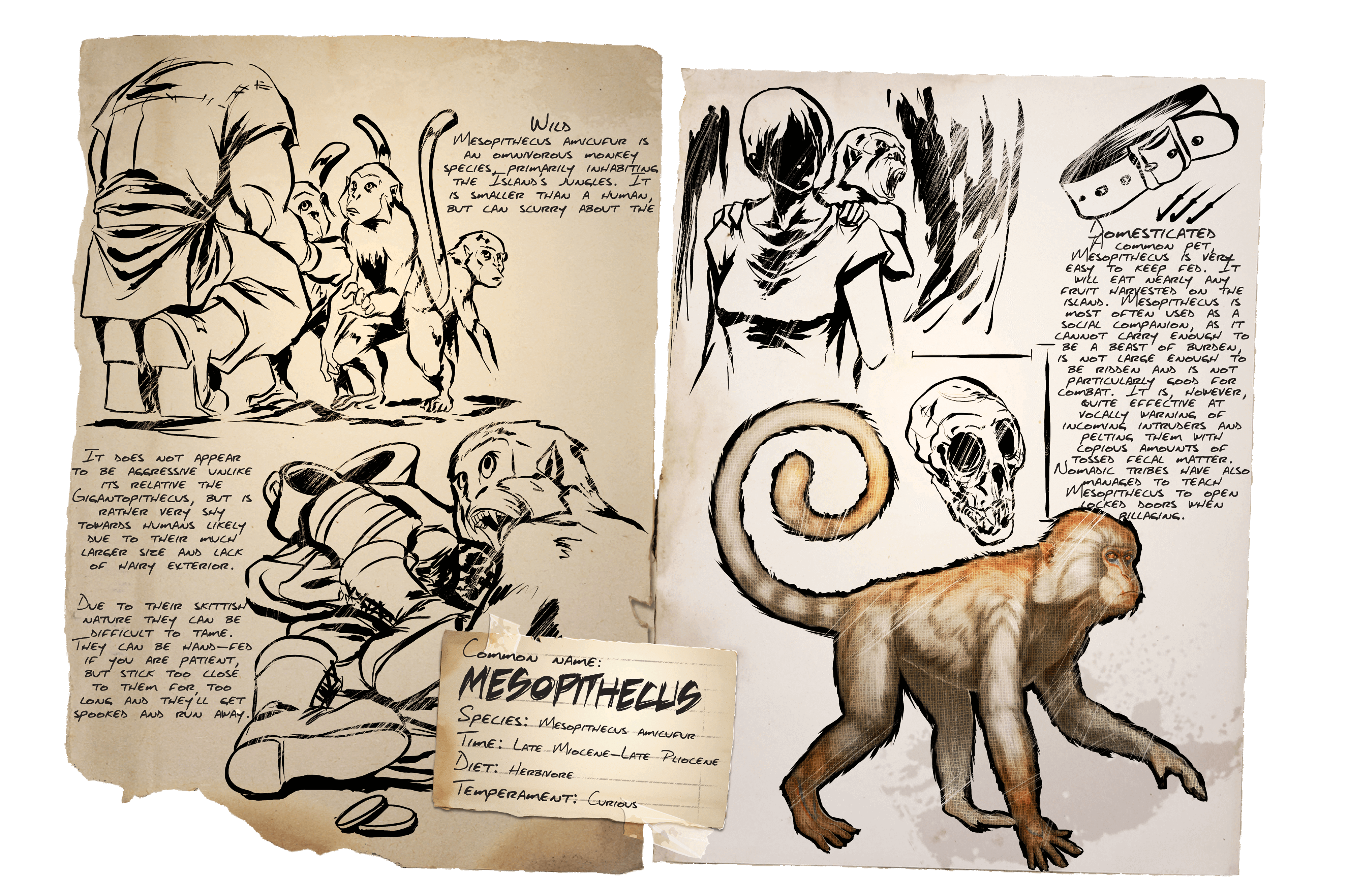 Mesopithecus &middot; Dossier